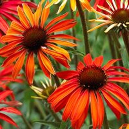 Echinacea 'Hot Summer' geen maat specificatie 0,55L/P9cm - afbeelding 2