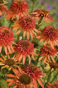 Echinacea 'Hot Summer' geen maat specificatie 0,55L/P9cm - afbeelding 3