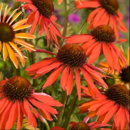 Echinacea 'Hot Summer' geen maat specificatie 0,55L/P9cm - afbeelding 4