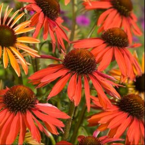Echinacea 'Hot Summer' geen maat specificatie 0,55L/P9cm - afbeelding 4
