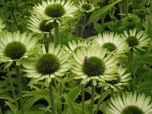Echinacea p. 'Green Jewel' geen maat specificatie 0,55L/P9cm - afbeelding 3
