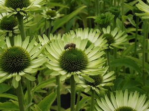 Echinacea p. 'Green Jewel' geen maat specificatie 0,55L/P9cm - afbeelding 5
