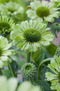 Echinacea p. 'Green Jewel' geen maat specificatie 0,55L/P9cm - afbeelding 2