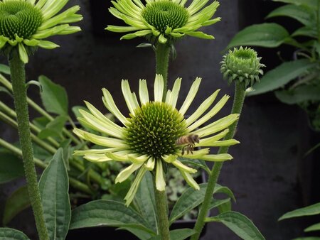 Echinacea p. 'Green Jewel' geen maat specificatie 0,55L/P9cm - afbeelding 6