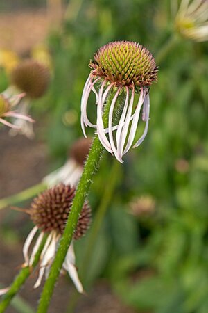 Echinacea pallida 'Hula Dancer' geen maat specificatie 0,55L/P9cm