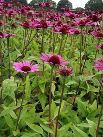 Echinacea p. 'Little Magnus' geen maat specificatie 0,55L/P9cm - afbeelding 3
