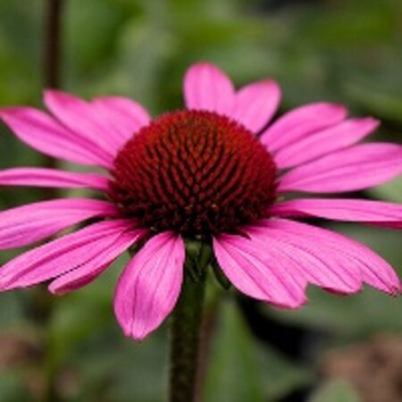 Echinacea p. 'Little Magnus' geen maat specificatie 0,55L/P9cm - afbeelding 4