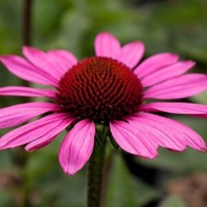 Echinacea p. 'Little Magnus' geen maat specificatie 0,55L/P9cm - afbeelding 4