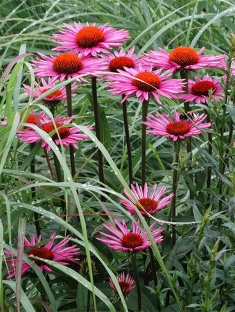 Echinacea p. 'Pica Bella' geen maat specificatie 0,55L/P9cm - afbeelding 1