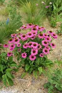 Echinacea p. Powwow Wild Berry geen maat specificatie 0,55L/P9cm - afbeelding 10