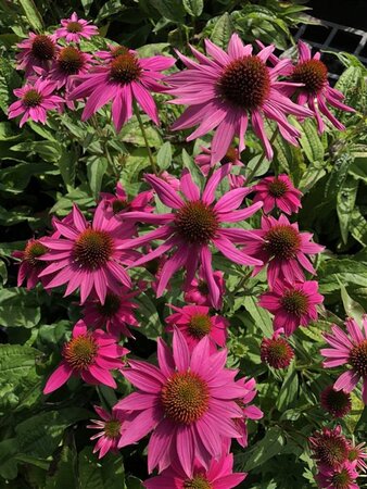 Echinacea p. Powwow Wild Berry geen maat specificatie 0,55L/P9cm - afbeelding 9