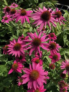 Echinacea p. Powwow Wild Berry geen maat specificatie 0,55L/P9cm - afbeelding 9