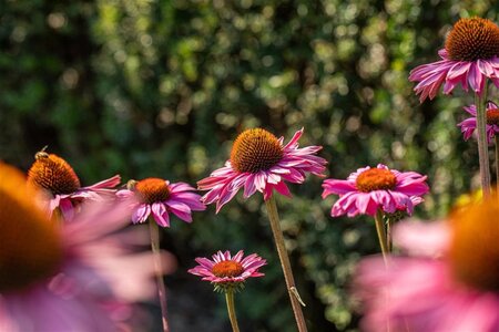 Echinacea p. Powwow Wild Berry geen maat specificatie 0,55L/P9cm - afbeelding 8