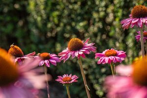 Echinacea p. Powwow Wild Berry geen maat specificatie 0,55L/P9cm - afbeelding 8