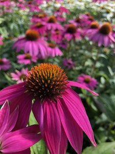 Echinacea p. Powwow Wild Berry geen maat specificatie 0,55L/P9cm - afbeelding 7