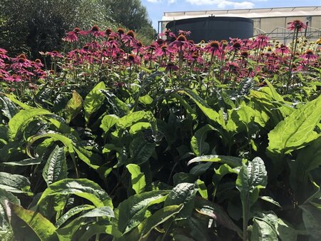 Echinacea p. Powwow Wild Berry geen maat specificatie 0,55L/P9cm - afbeelding 6