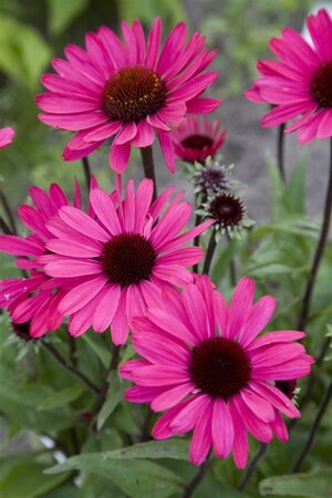 Echinacea p. Powwow Wild Berry geen maat specificatie 0,55L/P9cm - afbeelding 4