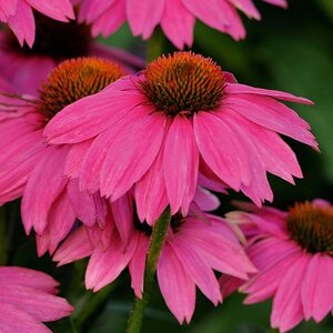 Echinacea p. Powwow Wild Berry geen maat specificatie 0,55L/P9cm - afbeelding 3