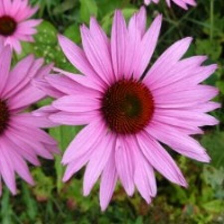 Echinacea p. 'Ruby Giant' geen maat specificatie 0,55L/P9cm - afbeelding 1