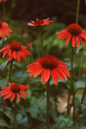 Echinacea p. 'Sundown' geen maat specificatie 0,55L/P9cm - afbeelding 3