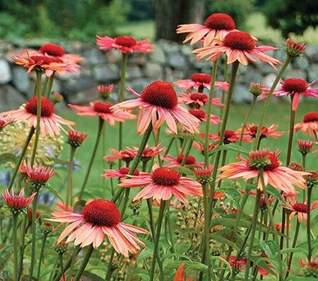 Echinacea p. 'Sundown' geen maat specificatie 0,55L/P9cm - afbeelding 4