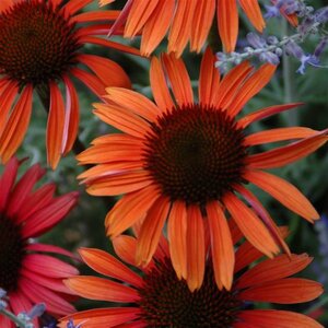 Echinacea p. 'Sundown' geen maat specificatie 0,55L/P9cm - afbeelding 5