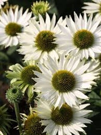 Echinacea p. 'Virgin' geen maat specificatie 0,55L/P9cm - afbeelding 4