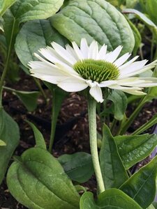 Echinacea p. 'Virgin' geen maat specificatie 0,55L/P9cm - afbeelding 3