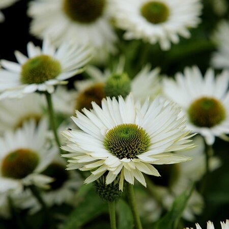 Echinacea p. 'Virgin' geen maat specificatie 0,55L/P9cm - afbeelding 6