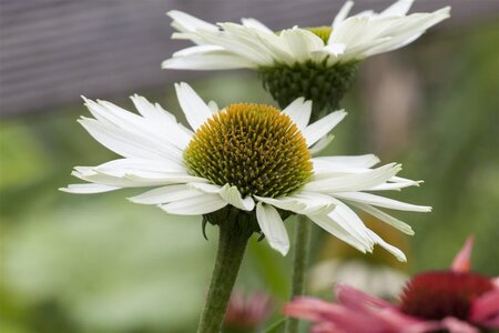 Echinacea p. 'Virgin' geen maat specificatie 0,55L/P9cm - afbeelding 1