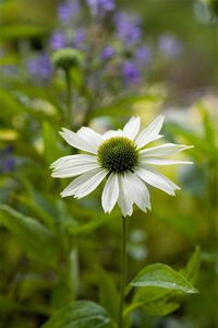 Echinacea p. 'Virgin' geen maat specificatie 0,55L/P9cm - afbeelding 2