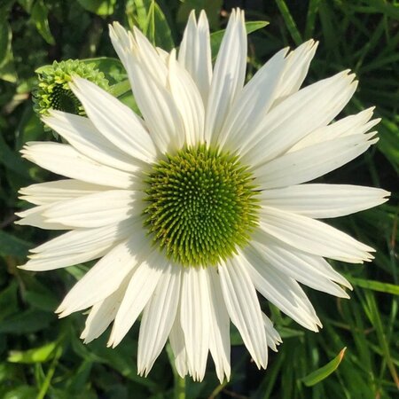 Echinacea p. 'Virgin' geen maat specificatie 0,55L/P9cm - afbeelding 7