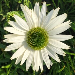 Echinacea p. 'Virgin' geen maat specificatie 0,55L/P9cm - afbeelding 7