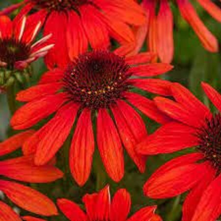 Echinacea Red Pearl geen maat specificatie 0,55L/P9cm