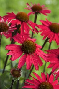 Echinacea 'Sensation Pink' geen maat specificatie 0,55L/P9cm - afbeelding 1