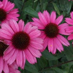 Echinacea 'Sensation Pink' geen maat specificatie 0,55L/P9cm - afbeelding 2