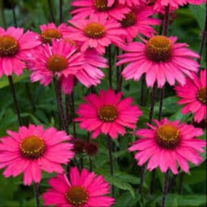 Echinacea 'Sensation Pink' geen maat specificatie 0,55L/P9cm - afbeelding 3