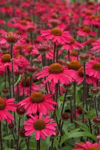 Echinacea 'Sensation Pink' geen maat specificatie 0,55L/P9cm - afbeelding 4