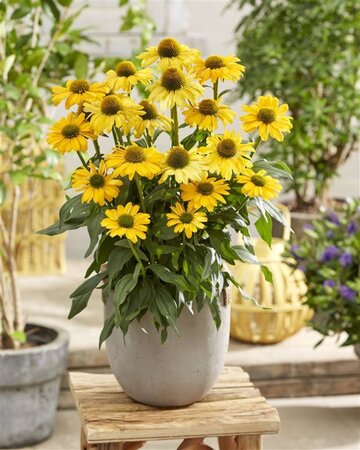 Echinacea Sunseekers Yellow geen maat specificatie 0,55L/P9cm - afbeelding 1