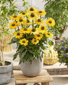 Echinacea Sunseekers Yellow geen maat specificatie 0,55L/P9cm - afbeelding 1