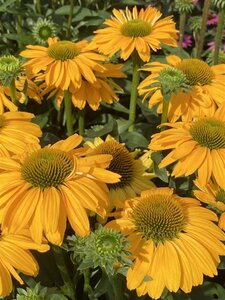 Echinacea Sunseekers Yellow geen maat specificatie 0,55L/P9cm - afbeelding 2