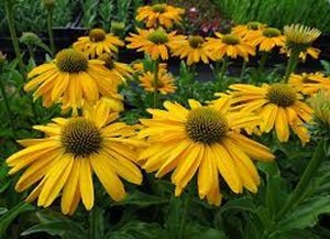 Echinacea Sunseekers Yellow geen maat specificatie 0,55L/P9cm - afbeelding 3