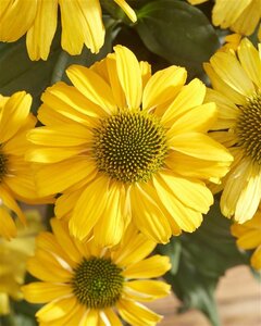 Echinacea Sunseekers Yellow geen maat specificatie 0,55L/P9cm - afbeelding 4