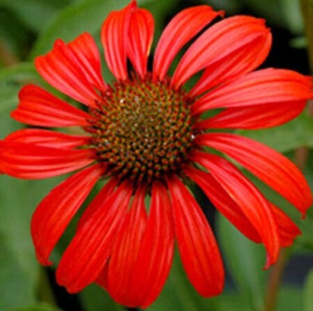 Echinacea 'Tomato Soup' geen maat specificatie 0,55L/P9cm - afbeelding 3