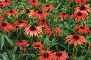 Echinacea 'Tomato Soup' geen maat specificatie 0,55L/P9cm - afbeelding 4
