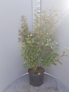 Elaeagnus ebbingei 100-125 cm cont. 10L