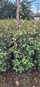 Elaeagnus ebbingei 125-150 cm met kluit - afbeelding 2