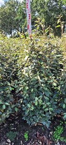 Elaeagnus ebbingei 125-150 cm met kluit - afbeelding 3