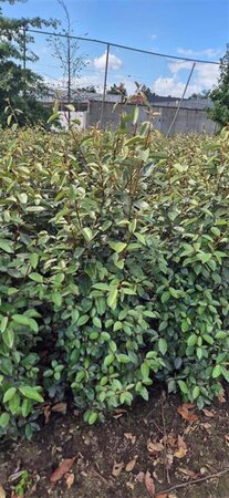Elaeagnus ebbingei 125-150 cm met kluit - afbeelding 4