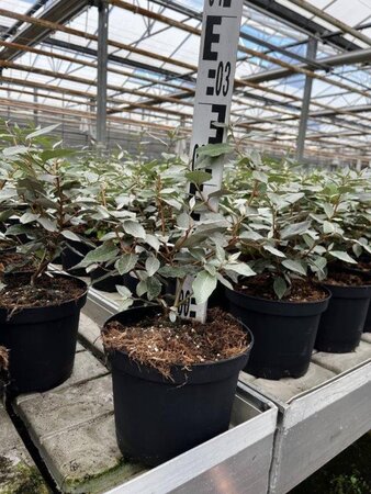 Elaeagnus ebbingei 30-40 cm cont. 3,0L